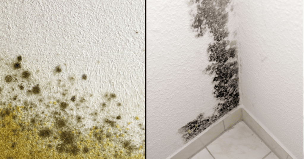 Mildew Vs Mold – What’s The Difference? | Woodard