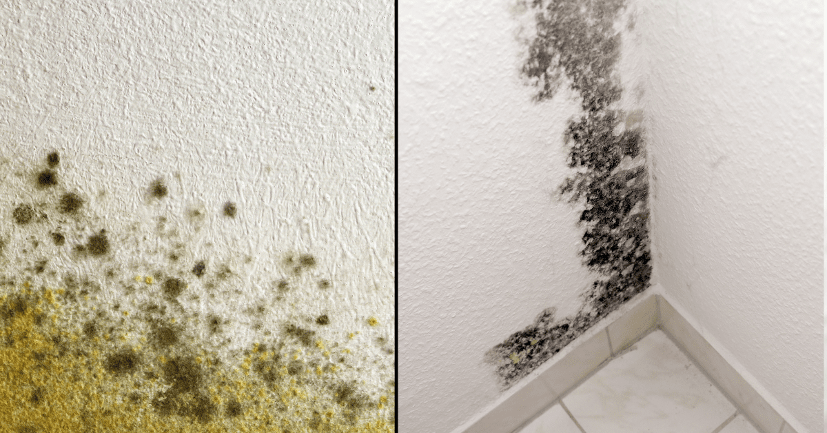 mildew vs mold