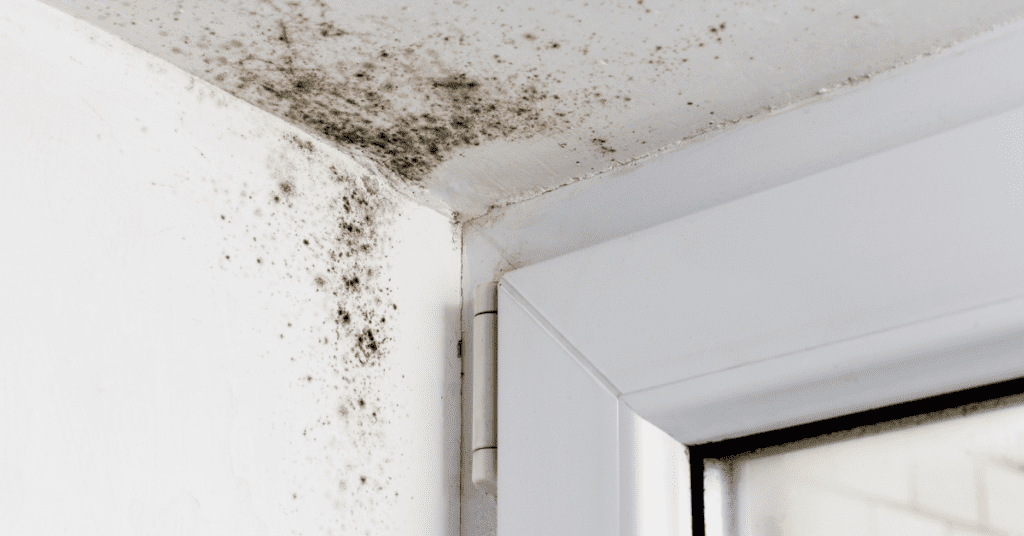 Prevent Mold In Home | 7 Essential Tools | Woodard