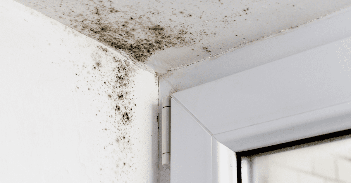 prevent mold in home
