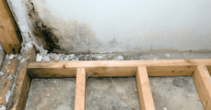 mold removal in basement
