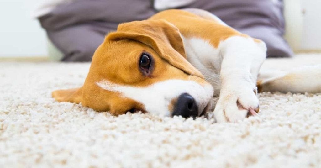 Removing Odors from Carpet and Rugs