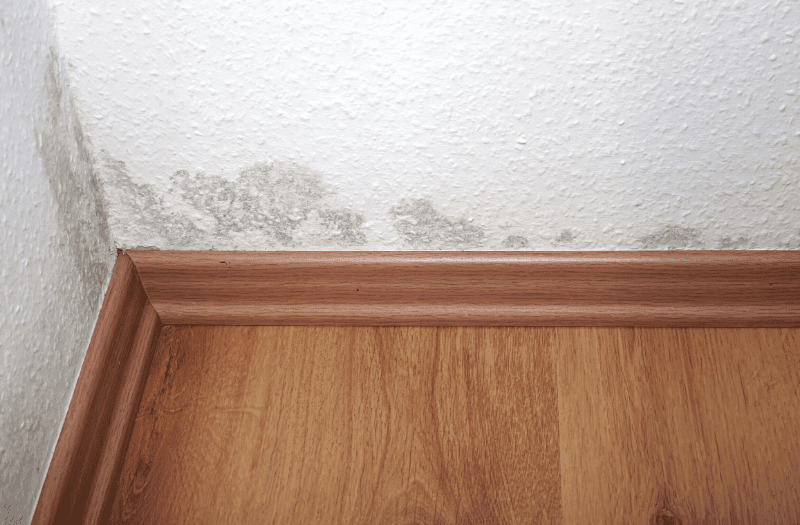 How to Prevent Mold in the House